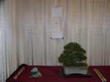 Professional bonsai exhibit MABS 2011 PIE